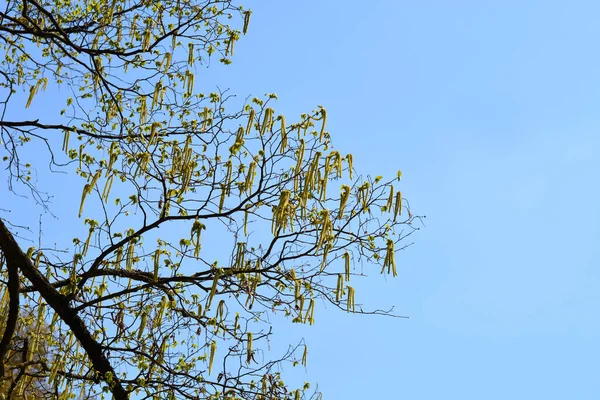 Branches Charme Houblon Européen Avec Des Fleurs Nom Latin Ostrya — Photo