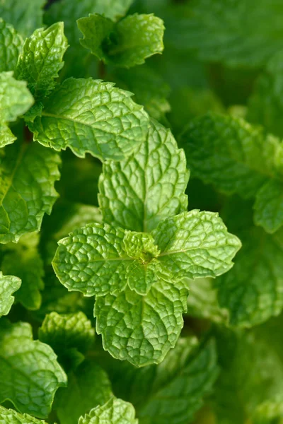 Bowles Mint Leaves Latin Name Mentha Villosa — Stock Photo, Image