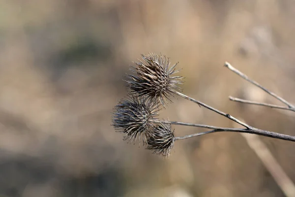 Lesser Burdock Dry Seed Heads Латинское Название Arctium — стоковое фото