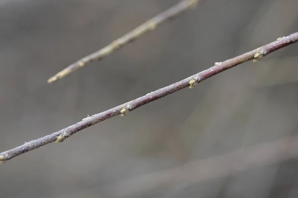 Κλάδος Βαμβακιού Μπουμπούκια Latin Name Cotoneaster Dammeri — Φωτογραφία Αρχείου