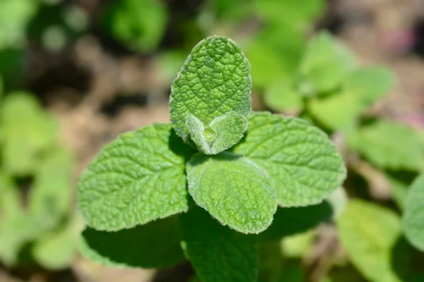 Daun Mint Nanas Nama Latin Mentha Suaveolens — Stok Foto