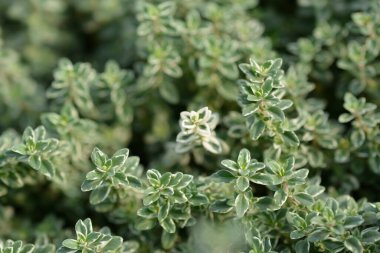 Gümüş Kraliçe Thyme - Latince adı - Thymus x citriodorus Gümüş Kraliçe