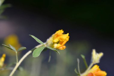 Avusturya kümelenmiş süpürge sarı çiçekler-Latince adı-Cytisus austriacus (Chamaecytisus austriacus)