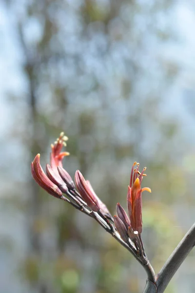 뉴질랜드 아마스 라틴어 Phormium Tenax Atropurpureum — 스톡 사진