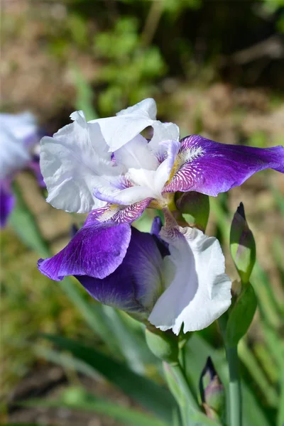 Magas Szakállú Írisz Elizabeth Noble Virágok Latin Név Iris Barbata — Stock Fotó