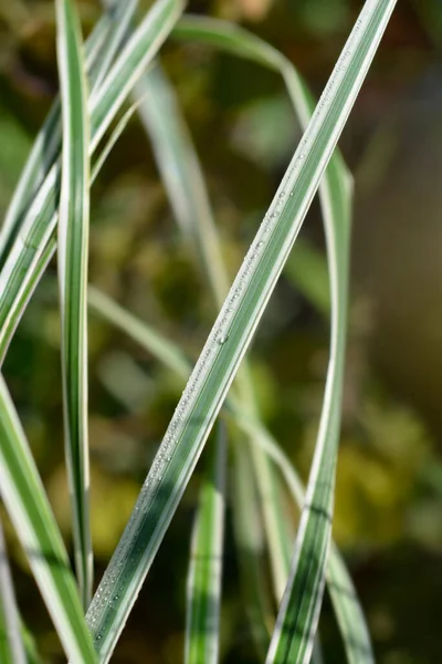Feather Reed Grass Overdam Leaves Latin Name Calamagrostis Acutiflora Overdam — 图库照片