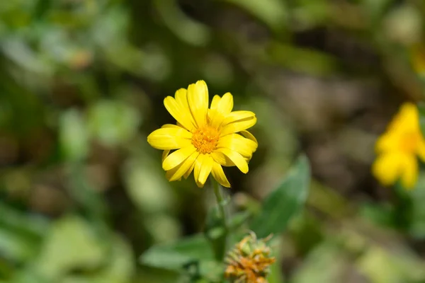 Garden Marigold Λατινική Ονομασία Calendula Officinalis — Φωτογραφία Αρχείου