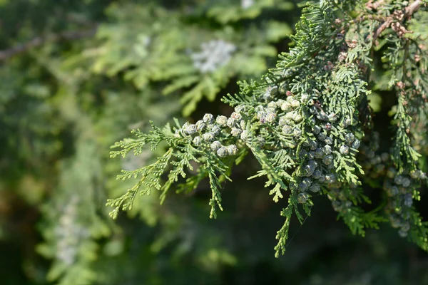 False Cypress Brings Latin Name Chamaecyparis Lawsoniana — стокове фото