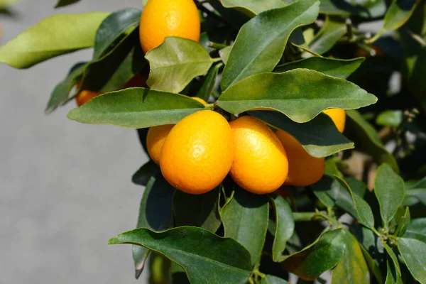 Kumquat Fruit Latin Name Fortunella Japonica — Stock Photo, Image