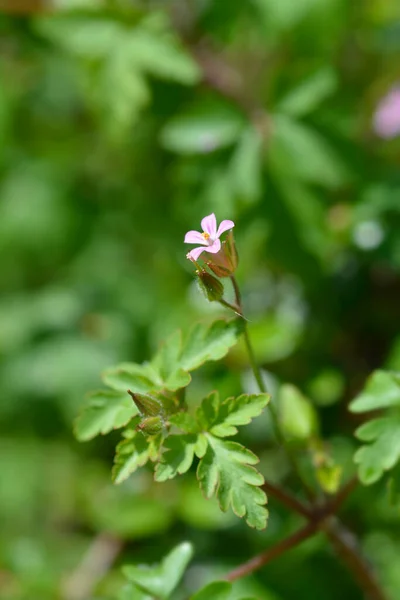 Маленькие Цветы Робина Латинское Название Geranium Purpureum — стоковое фото