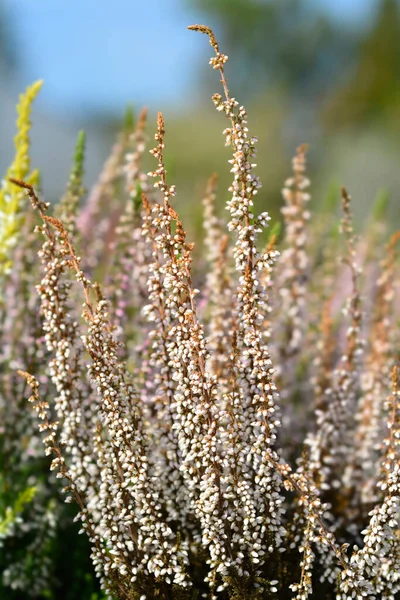 Common Heather Flowes Latin Name Calluna Vulgaris — Stock Photo, Image