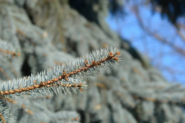 Colorado Blauer Fichtenzweig Lateinischer Name Picea Pungens — Stockfoto