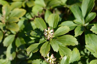 Japon pachysandra - Latince adı - Pachysandra terminali