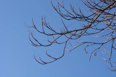 Cennet ağacı dalları mavi gökyüzüne karşı tomurcuklar ile - Latince adı - Ailanthus altissima