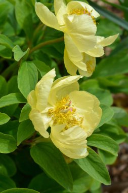 Mlokosewitchs şakayık çiçekleri - Latince adı - Paeonia daurica subsp. mlokosewitschii