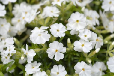Sürünen Phlox White Delight çiçekleri - Latince adı - Phlox subulata White Delight