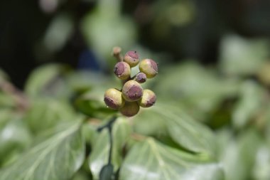Yaygın sarmaşık olgunlaşmamış meyve - Latince adı - Hedera helix
