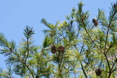 Çin beyaz çamı - Latince adı - Pinus armandii
