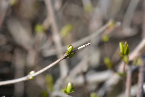 Oval Leaved Філія Новими Листками Латинська Назва Ligustrum Ovalifolium — стокове фото