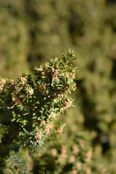 Japanese Yew Branch Small Flowers Latin Name Taxus Cuspidata Var — Stock Photo, Image