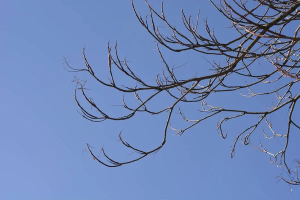 Baum Des Himmels Zweige Mit Knospen Gegen Blauen Himmel Lateinischer — Stockfoto