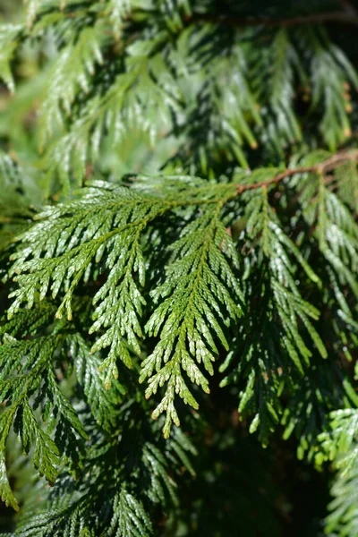 Västra Röda Cederträ Gren Latinskt Namn Thuja Plicata — Stockfoto