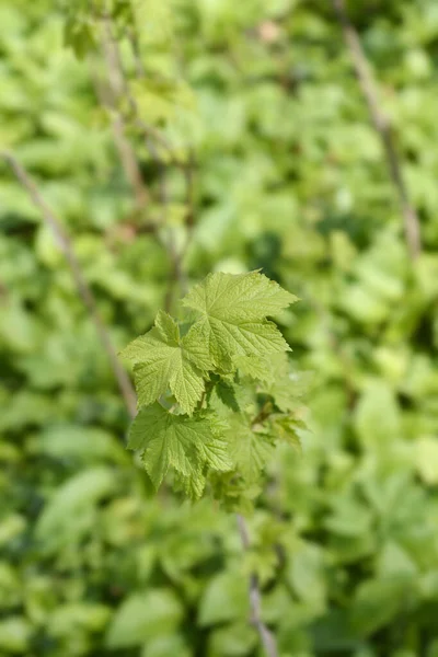 Floración Hojas Frambuesa Nombre Latino Rubus Odoratus —  Fotos de Stock