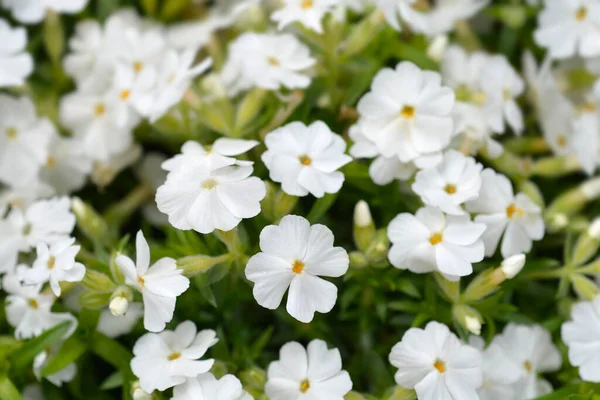 Creeping Phlox White Delight Flowers Latin Name Phlox Subulata White — Stock Photo, Image