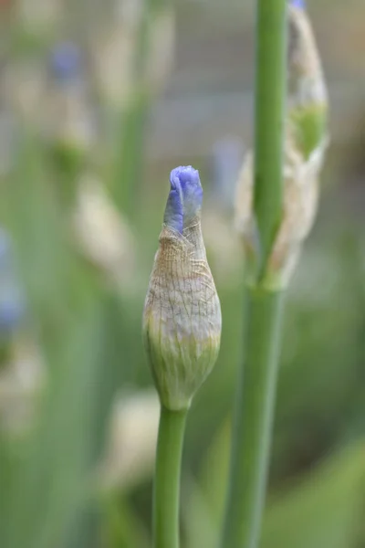 Ψηλός Γενειοφόρος Ίριδας Μπλε Άνθη Ζαφείρι Μπουμπούκι Λατινικό Όνομα Iris — Φωτογραφία Αρχείου