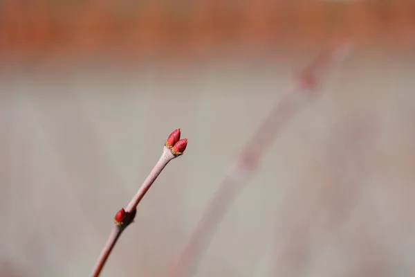 Rama Arce Japonés Con Brotes Nombre Latino Acer Palmatum — Foto de Stock