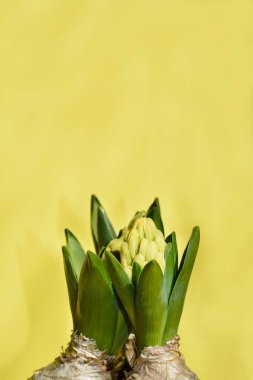 Yaygın sarı sümbül tomurcukları - Latince adı - Hyacinthus orientalis