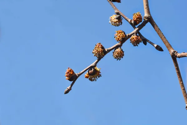 Weeping Wych Elm Ramo Com Botões Flores Nome Latino Ulmus — Fotografia de Stock