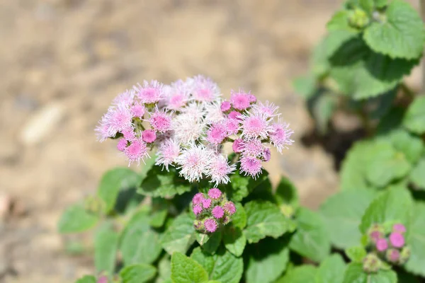 Pale Pink Floss Flower Латинское Название Ageratum Houstonianum — стоковое фото