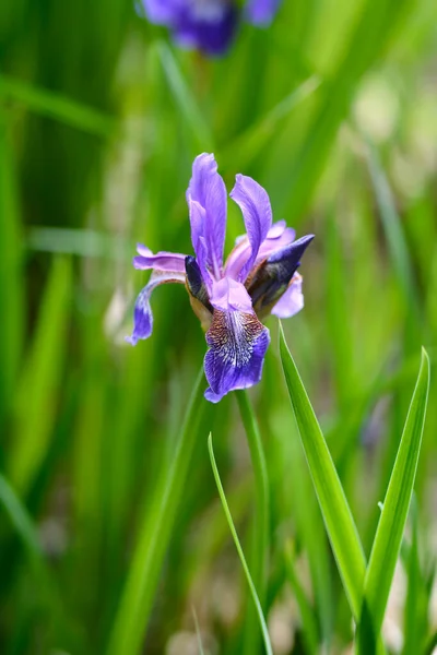Sibirische Schwertlilie Lateinischer Name Iris Sibirica — Stockfoto