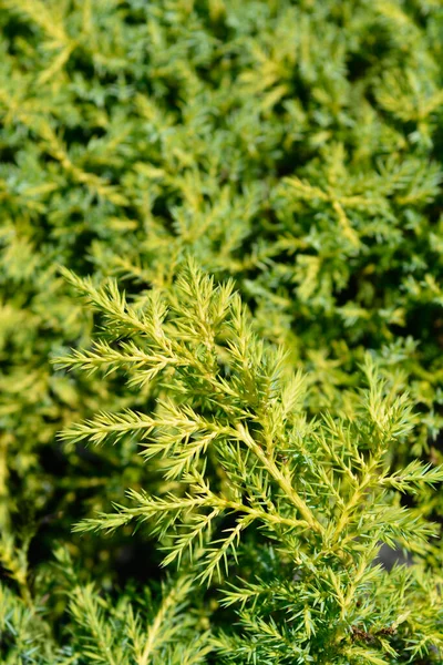 Enbär Guld Star Grenar Latinskt Namn Juniperus Pfitzeriana Guld Star — Stockfoto