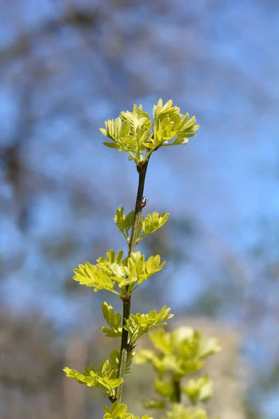 Sibirischer Erbsenstrauchzweig Mit Neuen Blättern Lateinischer Name Caragana Arborescens — Stockfoto