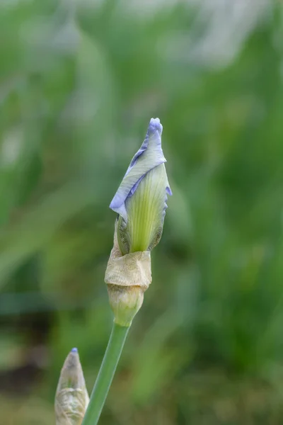 Ψηλός Γενειοφόρος Ίριδας Μπλε Άνθη Ζαφείρι Μπουμπούκι Λατινικό Όνομα Iris — Φωτογραφία Αρχείου