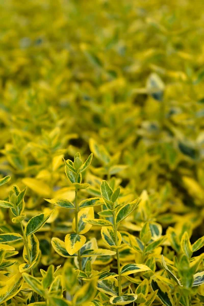 Wintercreeper Emerald Gold Yaprakları Latince Adı Euonymus Fortune Emerald Gold — Stok fotoğraf