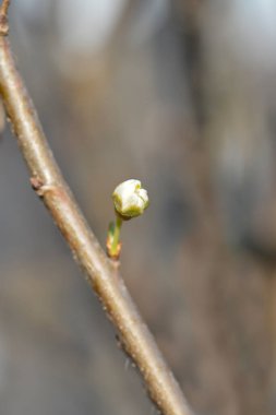 Armut ağacı çiçek tomurcuğuyla konferans dalı - Latince adı - Pyrus Communis Conference