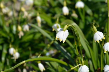 Bahar kar tanesi çiçekleri - Latince adı - Leucojum vernum