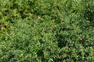 Dikenli kasap süpürgesi - Latince adı - Ruscus aculeatus