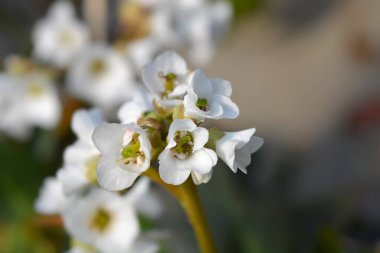 Bergenia Bressingham Beyaz çiçekler - Latince adı Bergenia Bressingham White