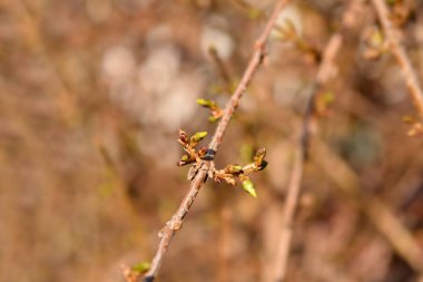 Tomurcuklu gözyaşı dalı- Latince adı - Forsythia asması