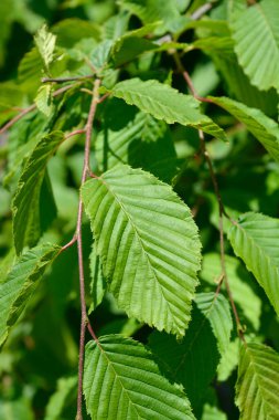 Hornbeam Horizontalis yaprakları - Latince adı - Carpinus Betizulus Horizontalis