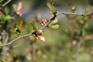 Japon Çiçekli Quince Alba - Latince adı Chaenomeles japonica Alba