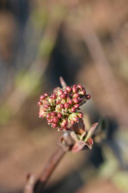 Arrowwood Aurora çiçek tomurcukları - Latince adı Viburnum carlesii Aurora