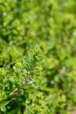 Genel Alman yaprakları - Latince adı - Teucrium chamaedrys