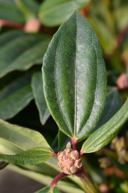 David viburnum yaprakları ve çiçek tomurcukları - Latince adı Viburnum davidii
