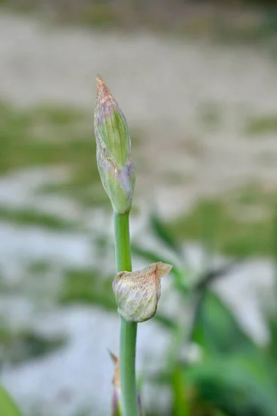 Zbliżenie Wysokiego Brodatego Tęczówki Niebieskich Pąkach Kwiatowych Łacińska Nazwa Iris — Zdjęcie stockowe