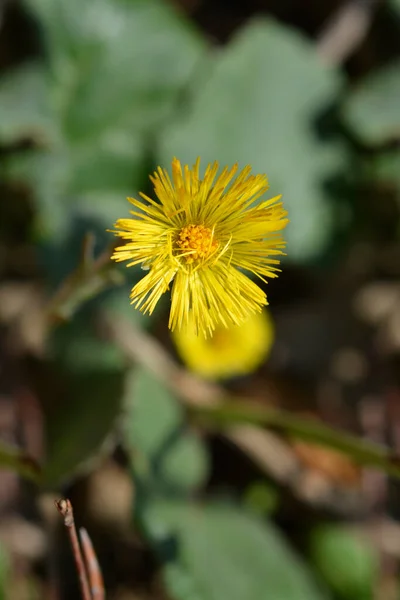 Coltsfoot Κίτρινο Λουλούδι Λατινική Ονομασία Tussilago Farfara — Φωτογραφία Αρχείου